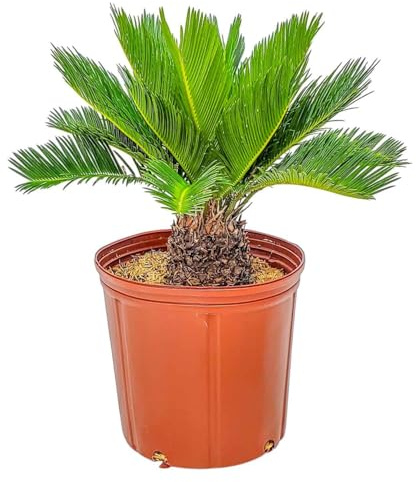 Sago Palm Tree - Cycas Revoluta - Overall Height 16 to 22 - Tropical Plants of Florida (Plant Only)