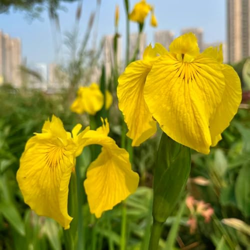 Bulbi di iris, resistenti per il giardino esotiche bulbi di precoci bulbi di regali per gli amanti del giardino 5pcs