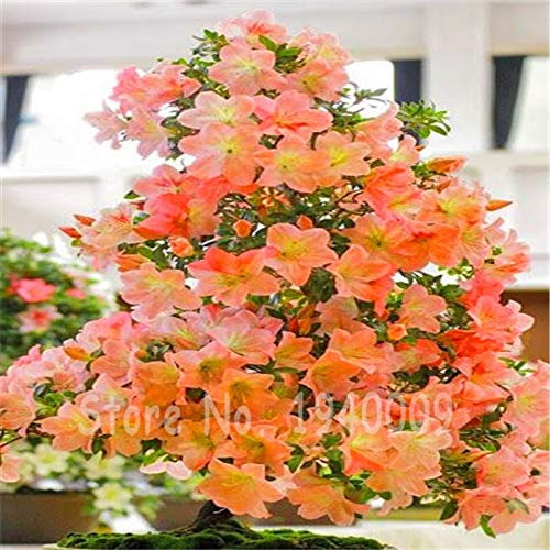 New Seeds 100 Pieces Azalea Flowers for Orange Light Gardening: Only Seeds