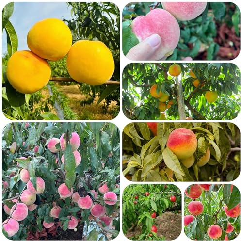 árbol de durazno resistente - semillas Balcón con lecho elevado de melocotonero Semillas exóticas plantas resistentes plantas de balcon Árboles frutales plantas decorativas Plantas 35pcs