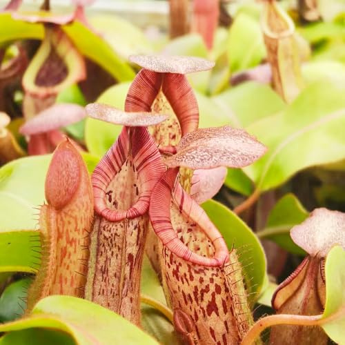 Semi di Nepenthes - resistenti in vaso da esterno da appartamento che purificano l'aria ufficio vecchie varietà carnivora serre balcone per gli amanti del 30pcs