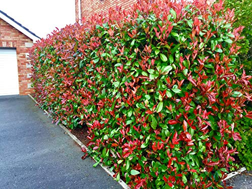 10 Photinia Red Robin Hedging 20-30cm Evergreen Plants Supplied in 10cm Pots by Sunnyside Nurseries
