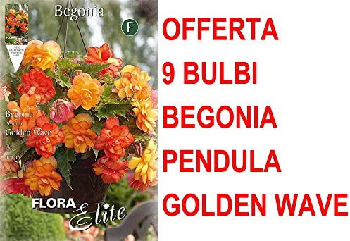 OFFERTA 9 BULBI BEGONIA PENDULA GOLDEN WAVE BULBS BULBES