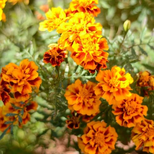 semi di studenti - tagetes patula - primaverile, selvatici ornamentali decorazione resistenti di recisi 250pcs