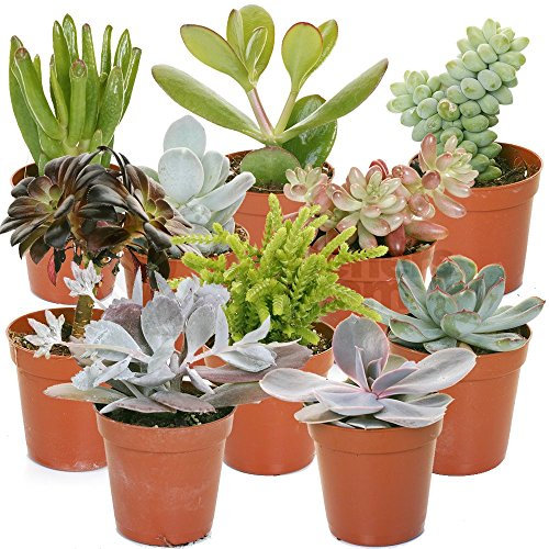 GardenersDream 10 Succulent Plants - Real Indoor Plants for Desks, Shelves, and Windowsills - Healthy and Lively Air Purifying Plant - Great Gifts for Plant Lovers (5–25 cm)