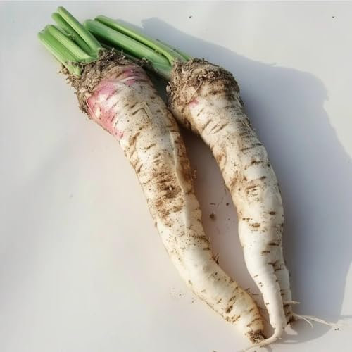 150 Semi di Rafano Champêtre - SemiSelvaggio Permacultura