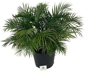 Neodypsis Lutescen o Areca detta anche Palma di canna d'oro, Pianta ornamentale da interno ed esterno prodotta da Vivai del Sole vaso diametro cm 40