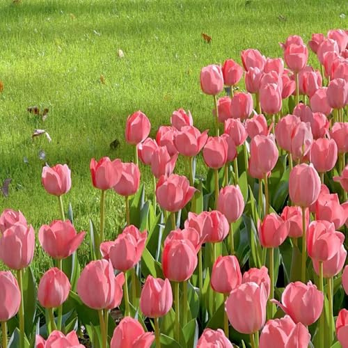 Bulbi di tulipano per i luoghi soleggiati rialzata di primaverili bulbi d'appartamento esotiche decorazioni giardino per esterni i luoghi 6pcs