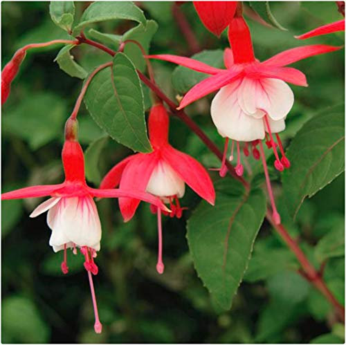 Fuchsia 'Snowcap' Hardy Shrub Fuchsia x 5 Plug Plants by Growtanical®