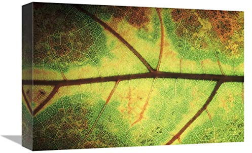 12 x 18 in. European Beech Detail of Leaf Showing Venation, Europe Art Print - Jan Vermeer