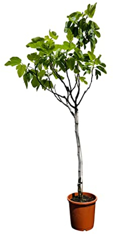 Tropictrees Ficus Carica - Figuier - Véritable arbre fruitier - Hauteur : 150 cm - Résistant au gel - Pour l'intérieur et l'extérieur - Fruits gros et délicieux - Parfait pour tous les jardins