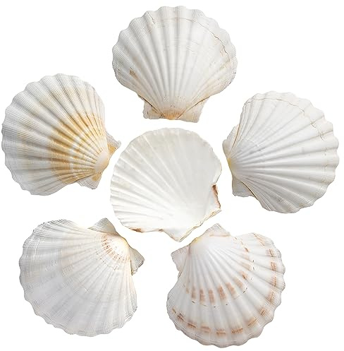 SKOOLOVE 10 PCS Large Scallops Shell 10-13CM Natural Seashells for Crafting | Natural Seashells from Beach for Crafts Wedding Decor Beach Theme Party, Fish Tank and Vase Filler