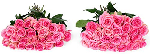 Benchmark Bouquets - 50 Stems of Pink Roses (Vase Not Included) – Fresh Flowers for Delivery - Gift for Easter, Mother’s Day, Birthday, Anniversary, Sympathy, Get Well, Congratulations