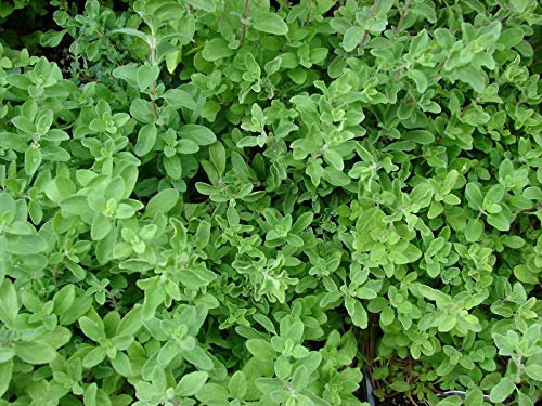 40000 Seeds (10 Grams Seeds) of Herb Marjoram Sweet