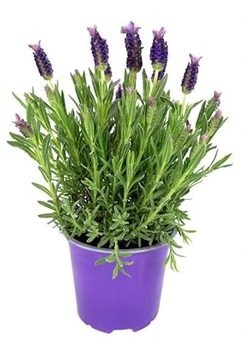 Lavender Butterfly Lavender Bush in a 10-13cm Pot - Perfect for Patio Pots Or Garden Borders