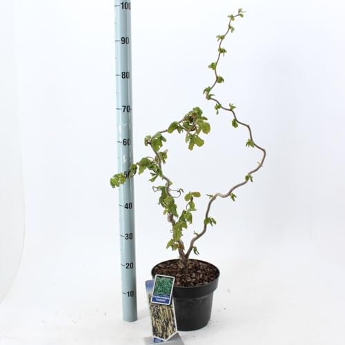 Nocciolo Corylus avellana Tonda di Giffoni pianta in vaso ø18 cm h 2 metri circa Vivaio di Castelletto