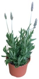 Lavanda de Jardín Planta Natural con Hojas Aromáticas y Usos Múltiples