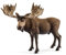 schleich 14781 Elch Bulle, für Kinder ab 3+ Jahren, WILD LIFE - Spielfigur