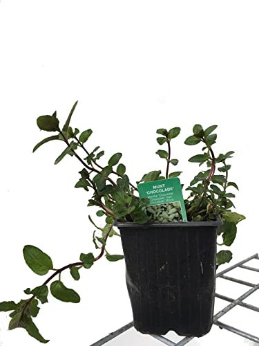 Planta Natural de Exteriores Menta Chocolate Aromática