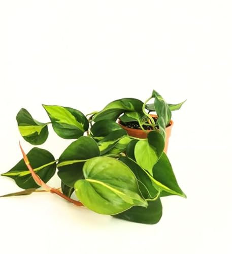 Philodendron Brasil Natural una Planta Tapizante para Decorar con Estilo