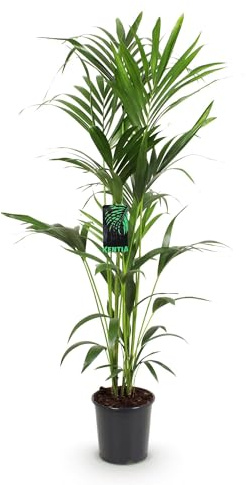 Howea Forsteriana – Kentia palm – 140–150 cm – ø24 cm – lättskött inomhuspalm med befjädrade blad – tropisk grön växt för inomhusbruk – robust, luftrenande palmer