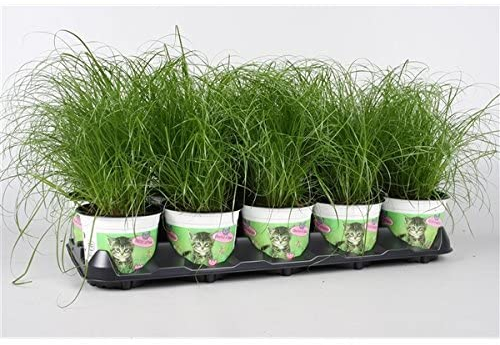 Blumen-Senf Katzengras 3 Pflanzen - Cyperus alternifolius Zumula - zur Verdauungsunterstützung von Katzen