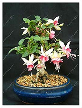100 pcs/bag Fuchsia Seeds, Fuchsia Flower, Bonsai Hanging Flower Seeds, Potted Plant Lantern Begonia Seeds for Home Garden 3: Only Seeds