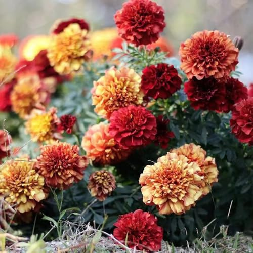 semi tagetes, resistenti per il giardino balcone interno, rocce decorative resistenti, 120pcs