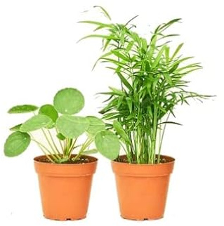 Set Plantas Interior: Planta del Dinero China (Pilea Peperomioides) & Palmera de Salón (Chamaedorea Elegans)