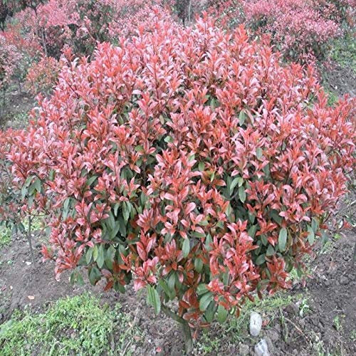 . New Home Garden Plant 10 Seeds Photinia phraseri Frasery Serrulata Red Robin Flower Seeds Tipluohu: Only Seeds