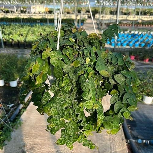 PianteWeb pw-ficus-repens-verde-18