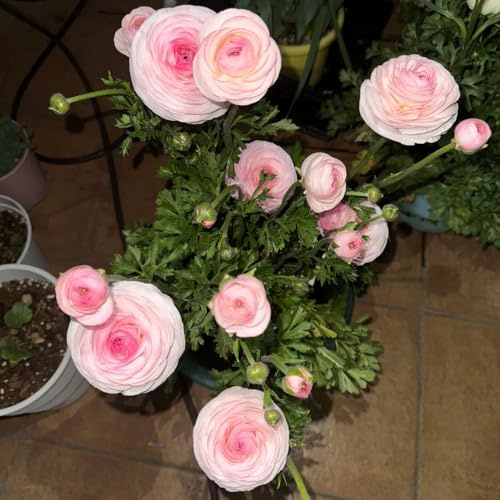 bulbos de ranúnculo resistentes - invierno perenne jardín 20pcs