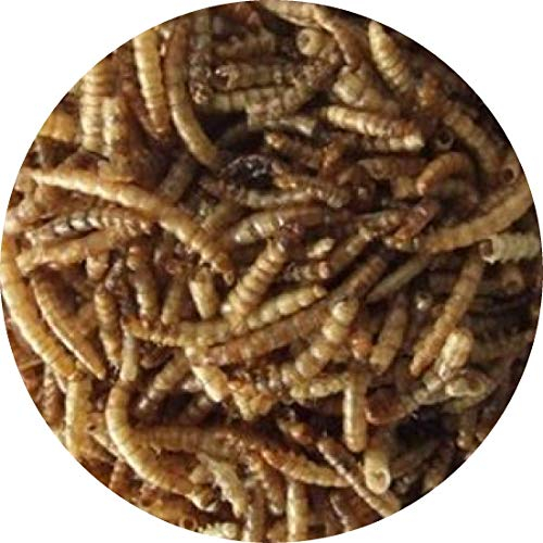 Mehlwürmer getrocknetes Reptilienfutter Fischfutter Teichfutter Schildkröten FD (1 l)