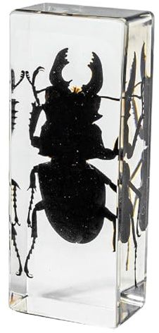 DRXRD Espécimen en Resina, Taxidermia Transparente de Insectos, Decoración de Insectos Ámbar, para la Enseñanza de Las Ciencias en el Aula de Ciencias, Colección y Pisapapeles Stag Beetle