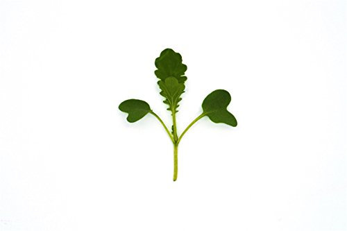 JustSeed - Microgreens - Baby Leaves - Mustard Wasabina Improved - 10 Grams Seeds