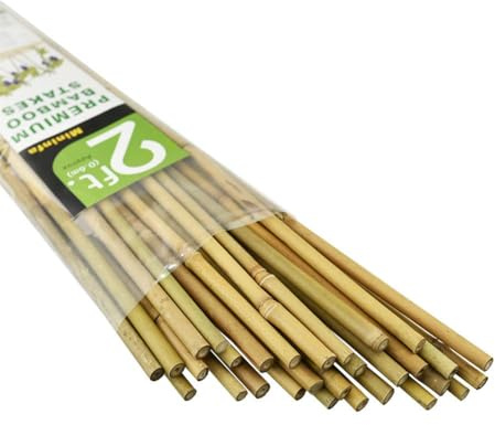 Mininfa Lot de 30 tiges de bambou naturel de 6,1 m, piquets de jardin respectueux de l'environnement, supports pour plantes grimpantes pour tomates, arbres, haricots, etc