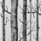 Yangfix White and Black Self Adhesive Wallpaper Birch Tree Effect Wall Sticker Contact Paper Sticky Back Plastic Vinyl Wrap Film Roll for Kitchen Bathroom 44.5x500cm