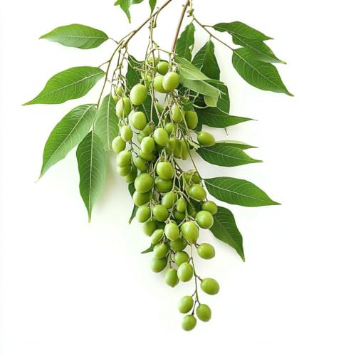 5 Semi di Margheriere - Neem - SemiSelvaggio Permacultura