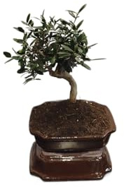 DECOALIVE Bonsái de Olivo (Olea Europaea) - Planta Viva Natural, Árbol Miniatura para Decoración de Interiores y Exteriores