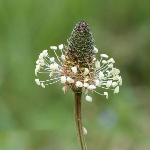 semillas de plátano ribwort, semillas de decorativas resistentes para jardín, balcón resistentes verdes 120pcs