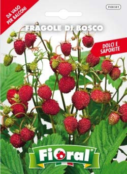 Sementi da fiore di qualità in bustina per uso amatoriale (FRAGOLE DI BOSCO)
