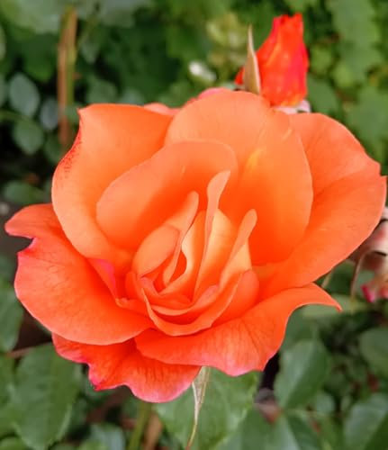 Rose Strauchrose Westerland orange - gelb im großen 7 Liter Topf Beetrose winterhart