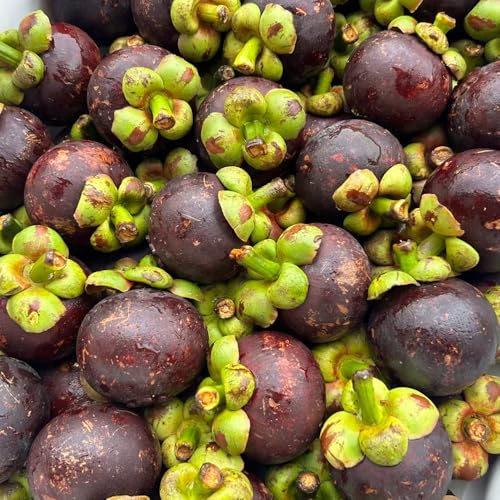 semi di mangostano, mangostano da frutto colonnari raro da balcone frutto semi di nani, resistenti colonnari esotico comprare colonnare 5pcs