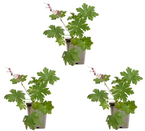 Bloomique - Lot de 3 - Géranium macrorrhizum ‘Spessart’ - Géranium couvre-sol - Floraison abondante - Rustique - Vivace - Parfumée - Hauteur 10-20 cm - Pot 9 cm