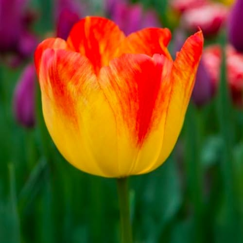 10 Bulbos de Tulipanes 'Suncatcher' | 11/12 cm de circunferencia | Bulbos de los mejores productores holandeses | Selección exclusiva y control de calidad | Floración garantizada.