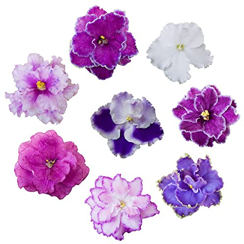 Usambaraveilchen Zimmerpflanze Samen - Levkoje Matthiola Incana - Violet Violette Blühmischung Zimmergewächshaus Anzucht Bienenfreundliche Blumensamen Winterharte Pflanzen Garten Flanzen 50 Stück