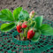 Skybook 15 Stück Erdbeerreifer Fruchtreifer erdbeeren Erdbeerstützen Ständer Erdbeerregal Abnehmbares Pflanzenregal für Erdbeeren Pflanzen Schneckenschutz und Schutz vor Fäulnis Schimmel
