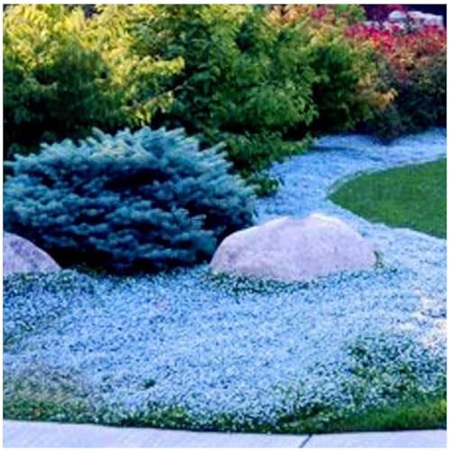 400 Graines de Thym Serpolet Rouge - Plante Vivace Couvre-Sol, Faciles à Planter, graines de thym rampantes, Fleurs Anciennes pour Jardin, Balcon et Parterre (Bleu clair)