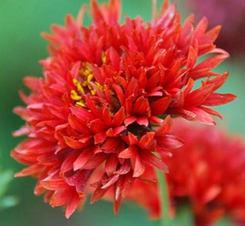 Sundance Gaillardia rouge PUCHELLA 25 + semestriel