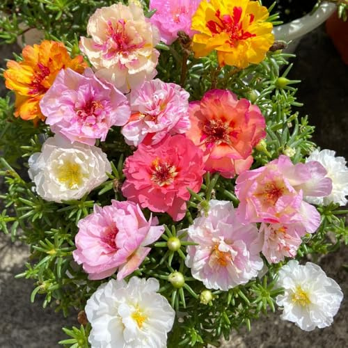 semillas de verdolaga rosa musgosa - perennes resistentes, ación perenne 500pcs